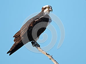 Osprey standing on a dead branch