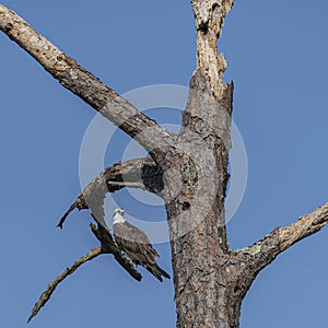 An Osprey Standing  on a Dead Pine Tree Branch