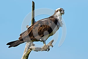 An Osprey Standing in a Dead Tree
