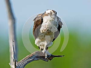An Osprey Standing in a Dead Tree