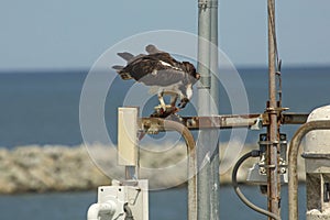Osprey standing on dock structures with fish in its talons.