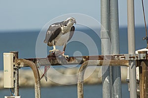 Osprey standing on dock structures with fish in its talons.