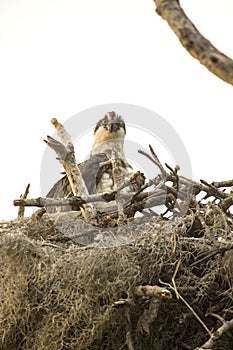 Osprey standing in its nest in the Florida Everglades.