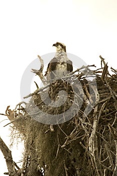 Osprey standing in its nest in the Florida Everglades.