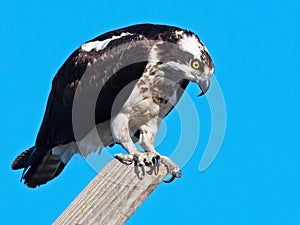 Osprey Standing on Nest Pole