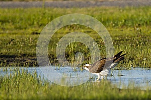 Osprey Standing Preparing to Take Flight