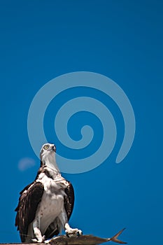 Osprey standing on a roof of a shack with it`s talons grasping a large fish