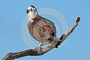 Osprey Standing in a Tree