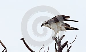 Osprey standing on tree branch
