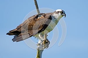Osprey Standing in a Tree