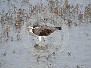 Osprey Standing in Water