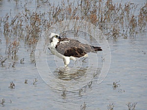 Osprey Standing in Water