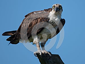 Osprey Starring Directly at the Camera