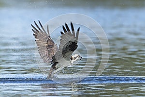Osprey starts to fly out of the water