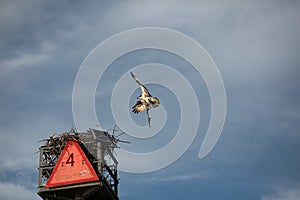 Osprey with stick, building nest on navigational aid