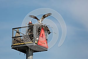 Osprey with stick, building nest on navigational aid