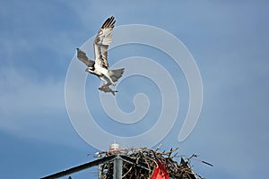 Osprey with stick, building nest on navigational aid