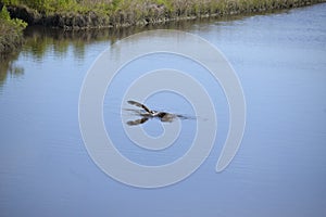 An osprey sticks its wing out of the water as it emerges from the waterway