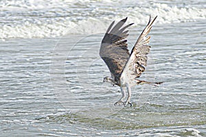 The Osprey still has its talons at the ready to catch a fish