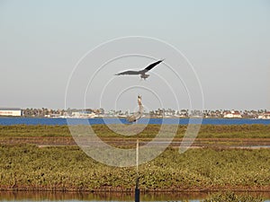 Osprey Swooping Down on Great Blue Heron