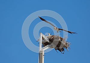 Osprey Take Off