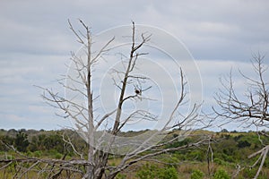 An osprey takes a break from hunting on a dead tree limb inside the marsh