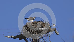 Osprey Takes Flight from Nest Built on a Power Pole