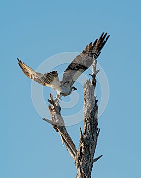 Osprey takes of from the limb of a dead tree