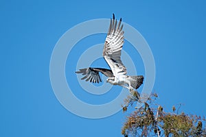 Osprey taking flight from a tree top photo