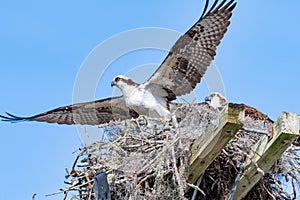 Osprey Taking Off from Nest