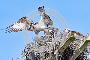 Osprey Taking Off from Nest