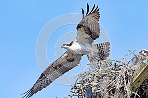 Osprey Taking Off from Nest