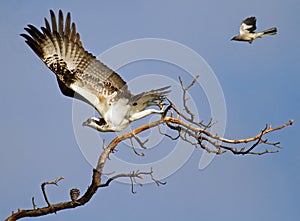 Osprey Threatened By Mockingbird