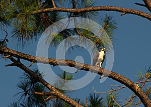 Osprey In Tree