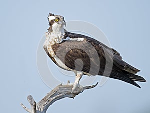 Osprey on tree branch