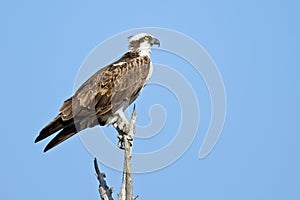 Osprey on tree branch