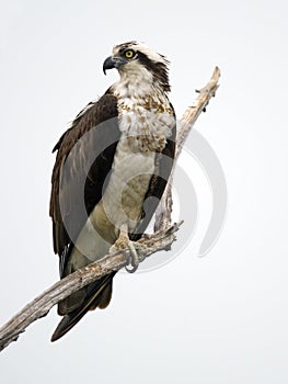 Osprey on tree branch