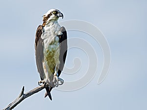 Osprey on tree branch photo