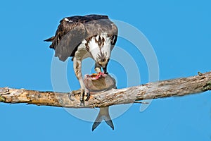 Osprey