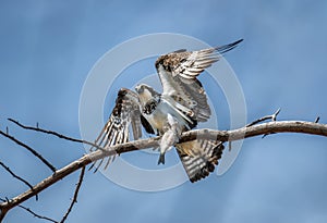 Osprey in a tree holding a fish in talons