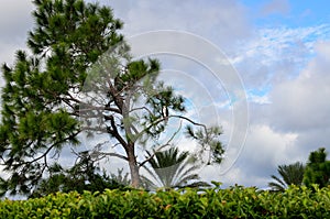 Osprey on tree at marshland Florida.