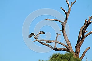 Osprey Tree