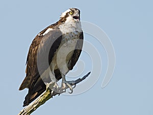 Osprey in Tree