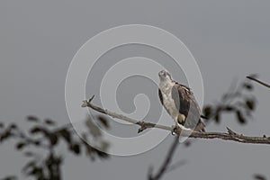 Osprey in the trees at Bombay Hook Wildlife Refuge NWR