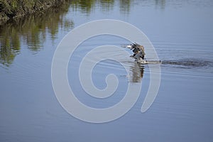 An osprey uses its strong wings to propel itself out of the water