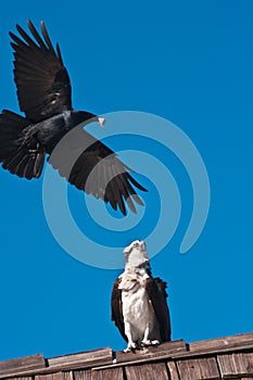 Osprey watching black crow with a fish