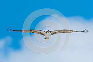 Osprey with widespread wings