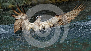 Osprey with wings outspread