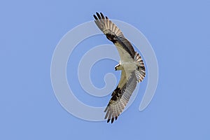 Osprey With Wingspan, High Above, Observing Prey Below