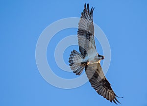 Osprey & x28;Pandion haliaetus& x29; flying with fish in tallons. Mackenzie river, Northwest territories & x28; NWT& x29; Canada